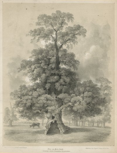 Iep in Hyde Park, Londen door Edward Hassell