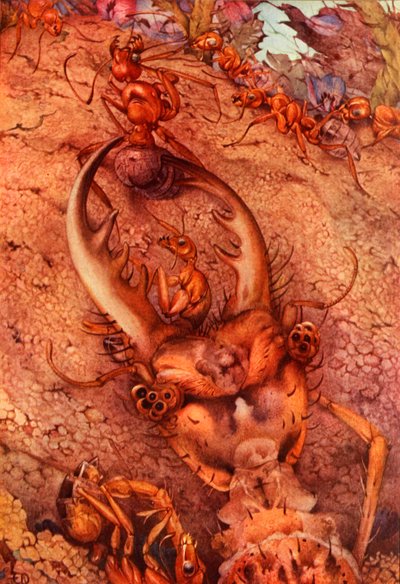 De Mierenleeuw, 1914 door Edward Julius Detmold