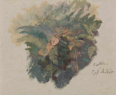 Een studie van varens, Civitella door Edward Lear