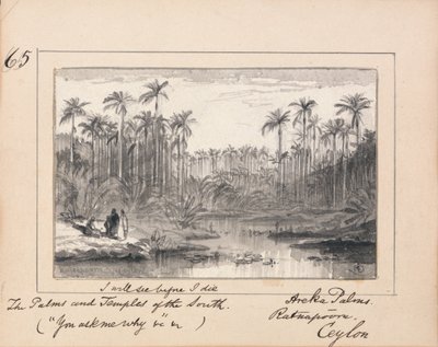Areka Palmen, Ratanapooru, Ceylon - 