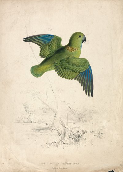 Halsbandparkiet (plaat 40) door Edward Lear