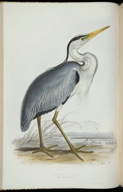 Gewone Reiger, uit 