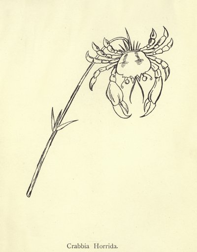 Crabbia Horrida door Edward Lear