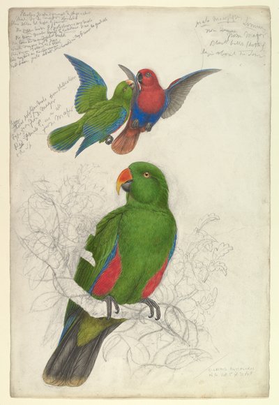  door Edward Lear