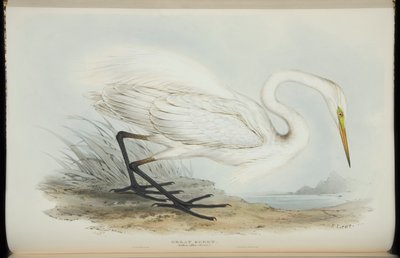 Grote Zilverreiger, uit 