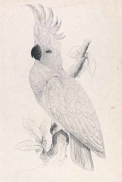  door Edward Lear