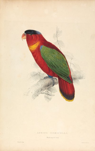  door Edward Lear