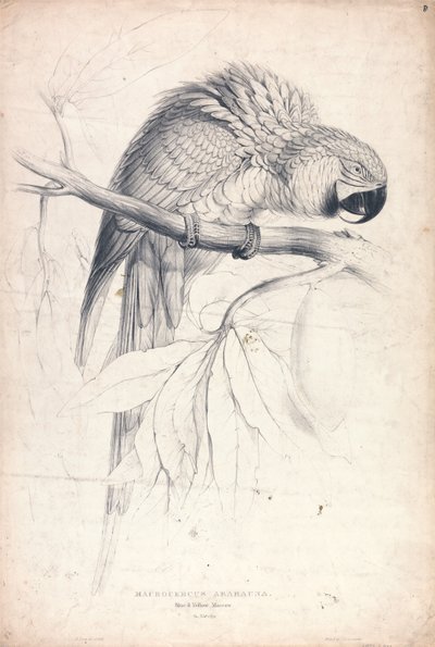  door Edward Lear