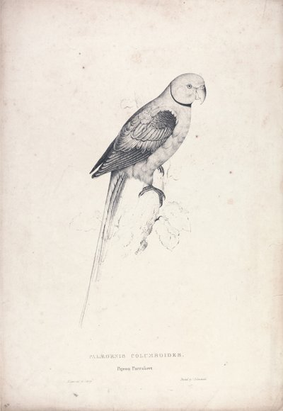  door Edward Lear