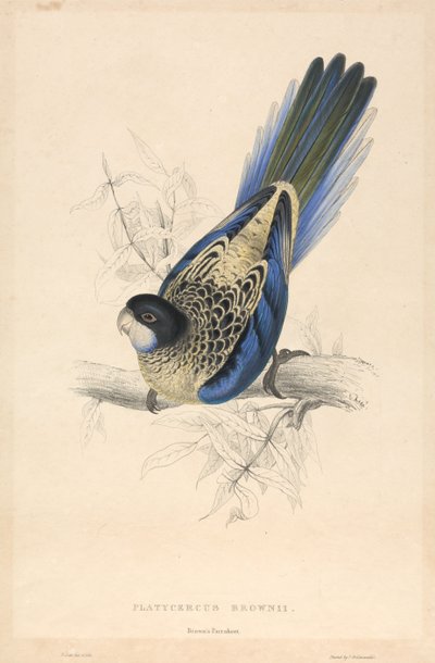  door Edward Lear