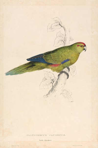 Platycercus Pacificus / Pacifische parkiet (plaat 26) door Edward Lear