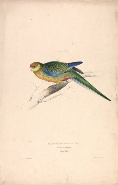 Platycercus Stanley II / Stanley-parkiet (jong mannetje) (plaat 24) door Edward Lear
