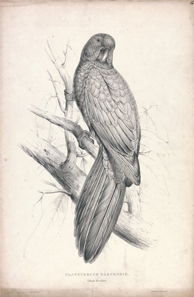  door Edward Lear