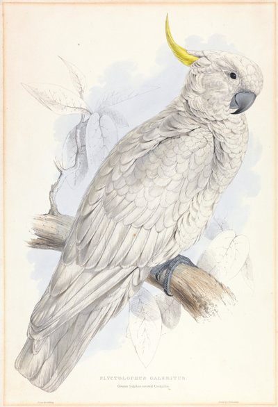 Plyctolophus Galeritus. Grote zwavelkuifkaketoe. door Edward Lear