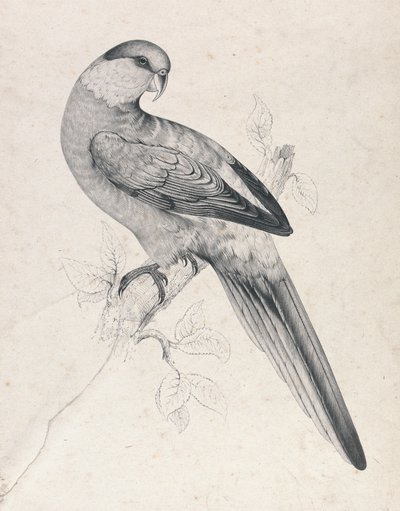  door Edward Lear