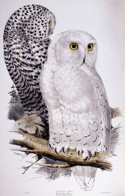 Sneeuwuil door Edward Lear