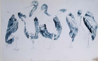 Studies van Ooievaars door Edward Lear