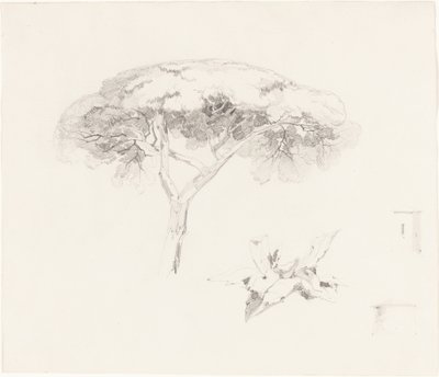 Parasolpijnboom en Andere Studies door Edward Lear