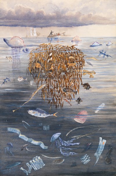 Zeeleven in de Noord-Atlantische Oceaan, 1873 door Edward Roper