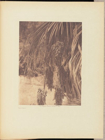 Palmvruchten door Edward S. Curtis