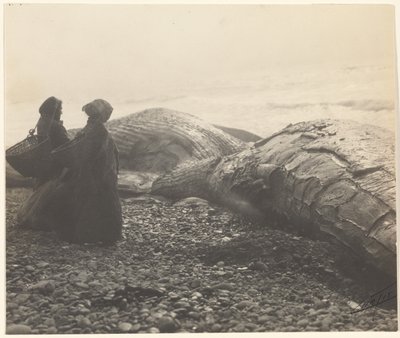 [Gedeeltelijk afgeslachte walvis - Makah] [De gevangen walvis]. door Edward S. Curtis
