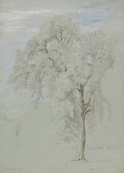 Esdoorn door Edward Swinburne