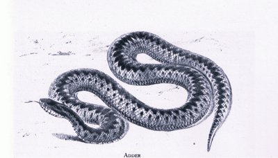 Adder, Natuur in Groot-Brittannië gepubliceerd door Collins door Edward William (after) Cooke