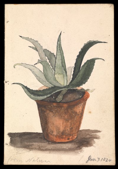 Een bloempot met een cactus erin, met opschrift 