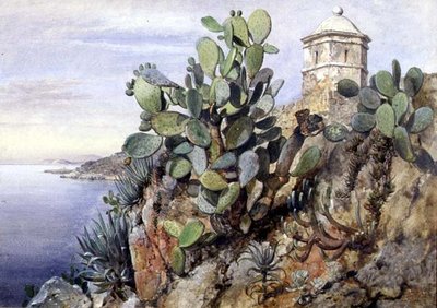 Cactus Opuntia, Monaco door Edward William Cooke