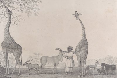 De Majestueuze en Gracieuse Giraffen, of Kameelpaarden, met enkele Zeldzame Dieren van de Gazelle..., 1838 door Edward Williams Clay