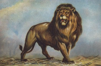 Studie voor leeuw op Trafalgar Square door Landseer, National Gallery, Londen door Edwin (after) Landseer