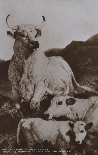 Het wilde vee van Chillingham door Edwin (after) Landseer