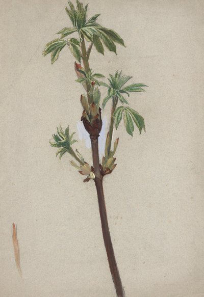 Plantenstudie door Edwin Austin Abbey