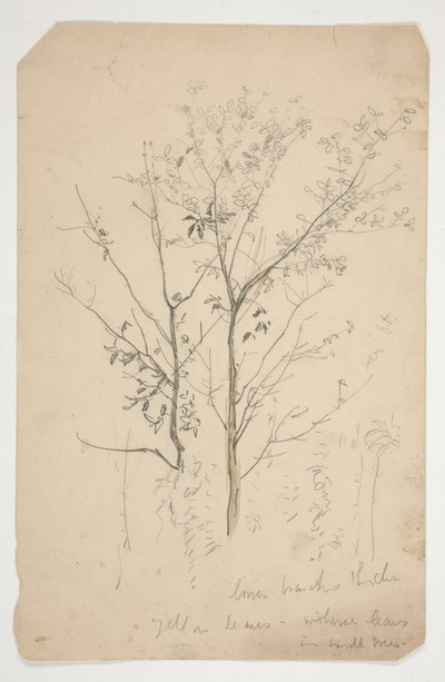 Schets van twee bomen door Edwin Austin Abbey