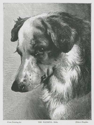 De trouwe hond (gravure) door Edwin Douglas