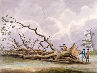 Bomen beschadigd door een storm op 15 oktober, Roehampton, Londen door Edwin Edwards