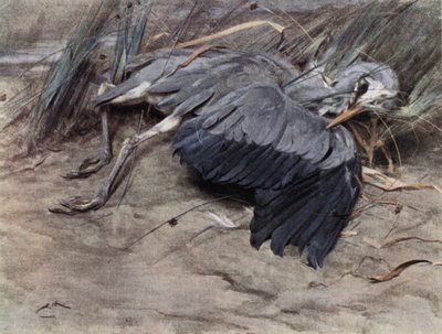 Reiger door Edwin John Alexander