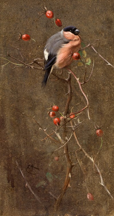 De Goudvink door Edwin John Alexander