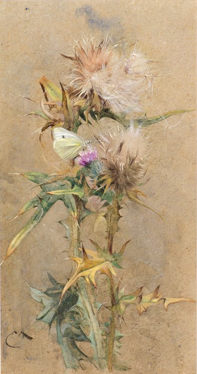 Distels en vlinder door Edwin John Alexander