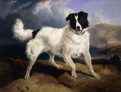 Een portret van Neptunus, 1824 door Edwin Landseer