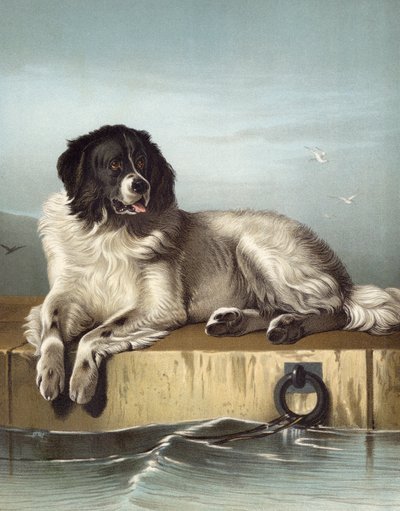 Een Onderscheiden Lid van de Humane Society door Edwin after Landseer