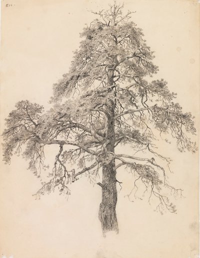 Pijnboomtop door Eero Järnefelt
