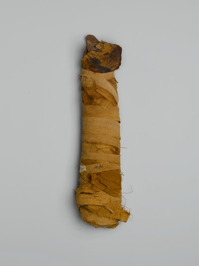 Mummie van een kat, gekocht in Caïro door Egyptian