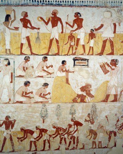 Oogsten van gewassen, dorsen en wannen van graan (detail) door Egyptian 18th Dynasty