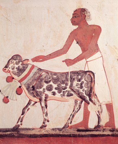 Boer die een koe naar het offer leidt, uit het Graf van Menna door Egyptian 18th Dynasty