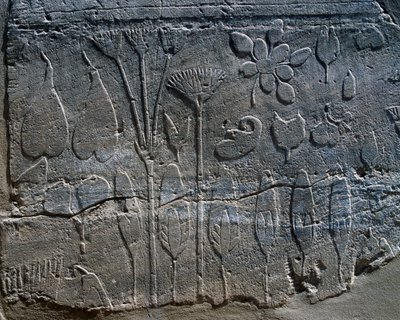 Voorstellingen van planten en dieren gebracht uit Syrië door Thoetmosis III in 1465 v.Chr., detail van reliëf, kamer bekend als Botanische Tuin, Karnak tempelcomplex (UNESCO Werelderfgoedlijst) door Egyptian 18th Dynasty