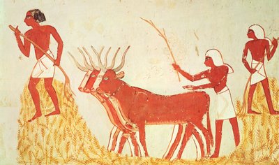 Koeien gebruiken om tarwe te vertrappen, uit het graf van Menna door Egyptian 18th Dynasty