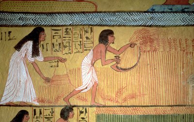 Detail van een oogstscène op de Oostmuur, uit het Graf van Sennedjem, Het Arbeidersdorp, Nieuwe Koninkrijk door Egyptian 19th Dynasty
