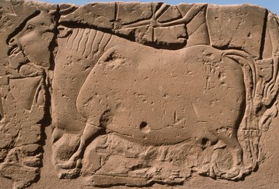 Detail van een reliëf met een koe, Ramses II (1298-32 v.Chr.) binnenplaats (detail) door Egyptian 19th Dynasty