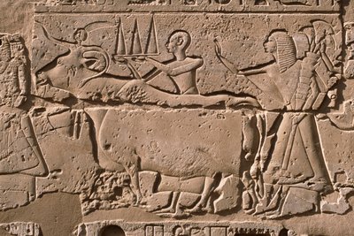 Detail van een reliëf dat mannen toont die een koe leiden, Ramesses II (1298-32 v.Chr.) binnenplaats door Egyptian 19th Dynasty